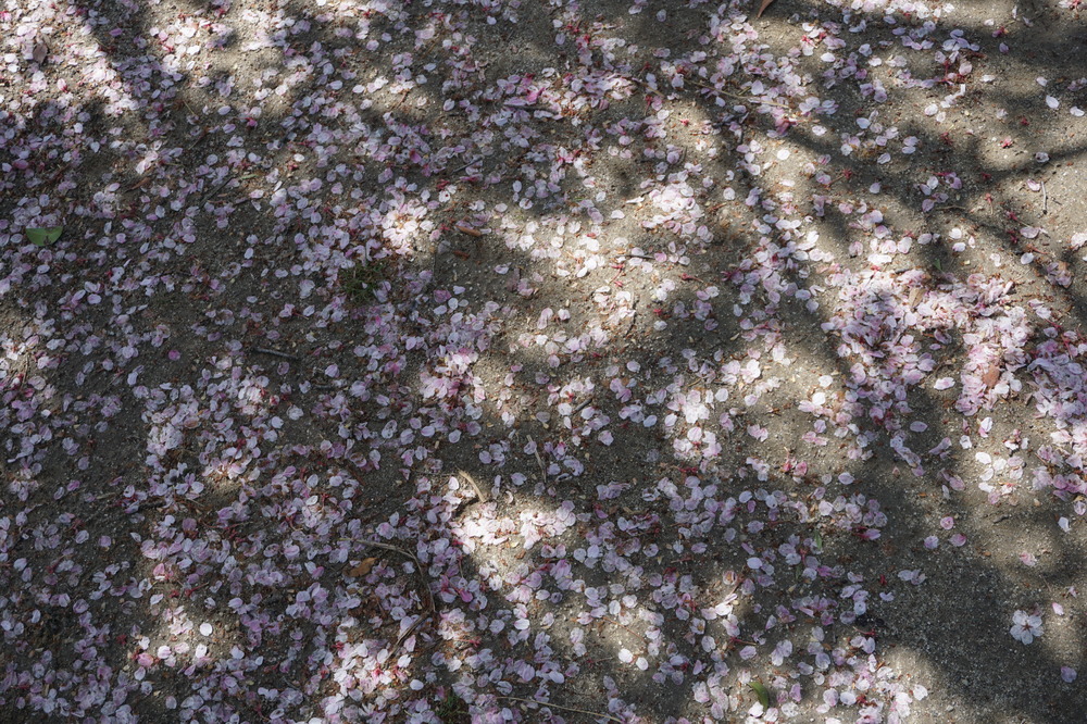 DSC01850.JPG